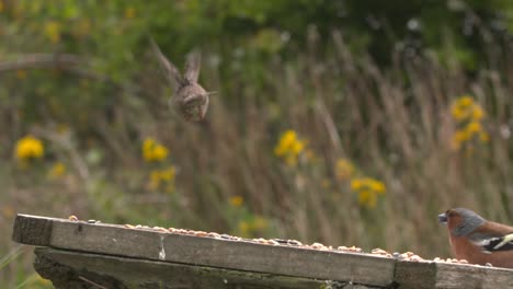 Haussperling-Ernährt-Sich-Vom-Futtertisch-Und-Hebt-Im-Garten-In-Schottland-Ab