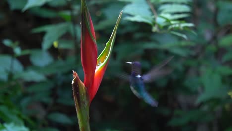 a tiny cute white-necked jacobin colibri bird feeding on a flower of etlingera elatior while in flight