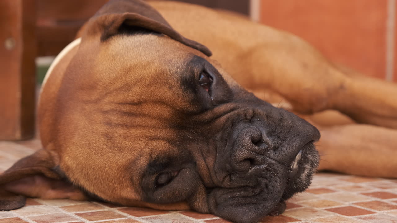 Close-up of a brown dog lying on a tiled floor