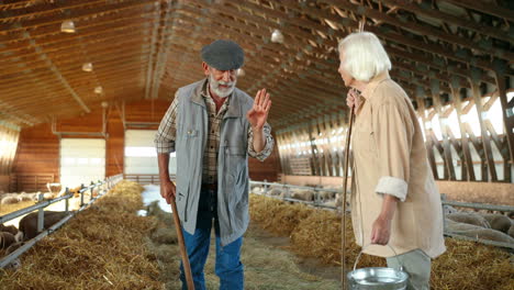 una vieja pareja caucásica de granjeros canosos limpiando heno con rastrillos para alimentar ganado ovino en un granero