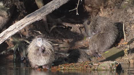 Trio-of-nutria,-myocastor-coypus-spotted-in-the-wild-in-its-natural-habitat,-grooming-and-cleaning-by-the-lake-in-front-of-their-swampy-burrow-home-during-breeding-season,-close-up-static-shot