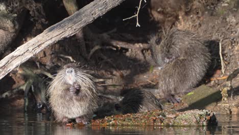 trio of nutria, myocastor coypus spotted in the wild in its natural habitat, grooming and cleaning by the lake in front of their swampy burrow home during breeding season, close up static shot