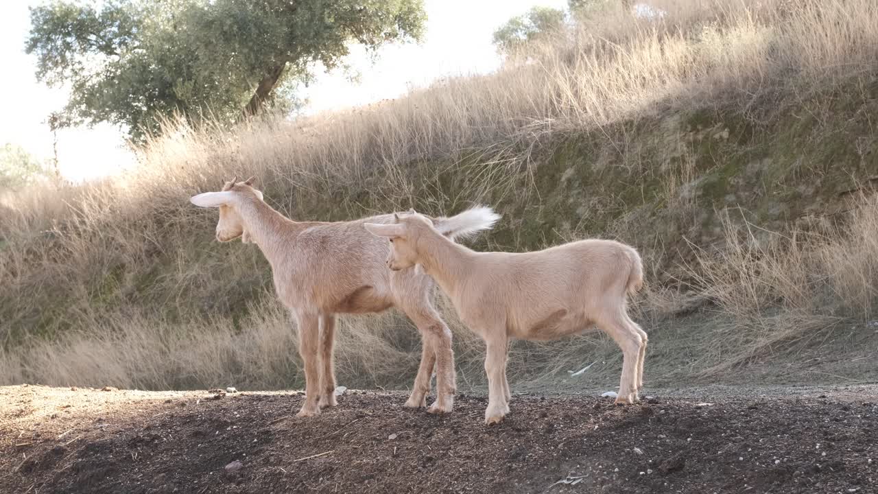 Playful young goats engaging in fun activities on a farm