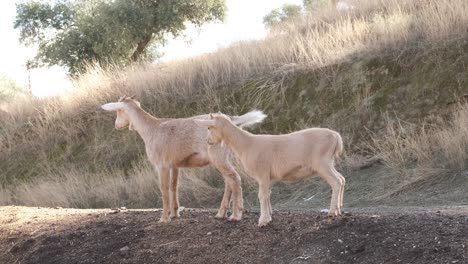 playful young goats engaging in fun activities on a farm
