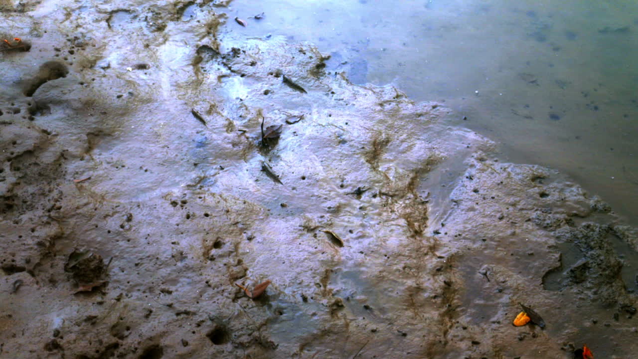 mirando a los animales en la playa en tailandia