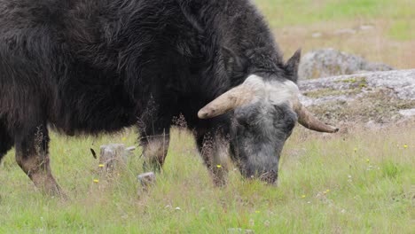 Muskox-(Ovibos-moschatus,-in-Latin-musky-sheep-ox),-also-spelled-musk-ox-and-musk-ox,-plural-muskoxen-or-musk-oxen-is-a-hoofed-mammal-of-the-family-Bovidae.