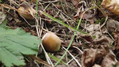 a hazelnut caught in the fascinating world of the forest