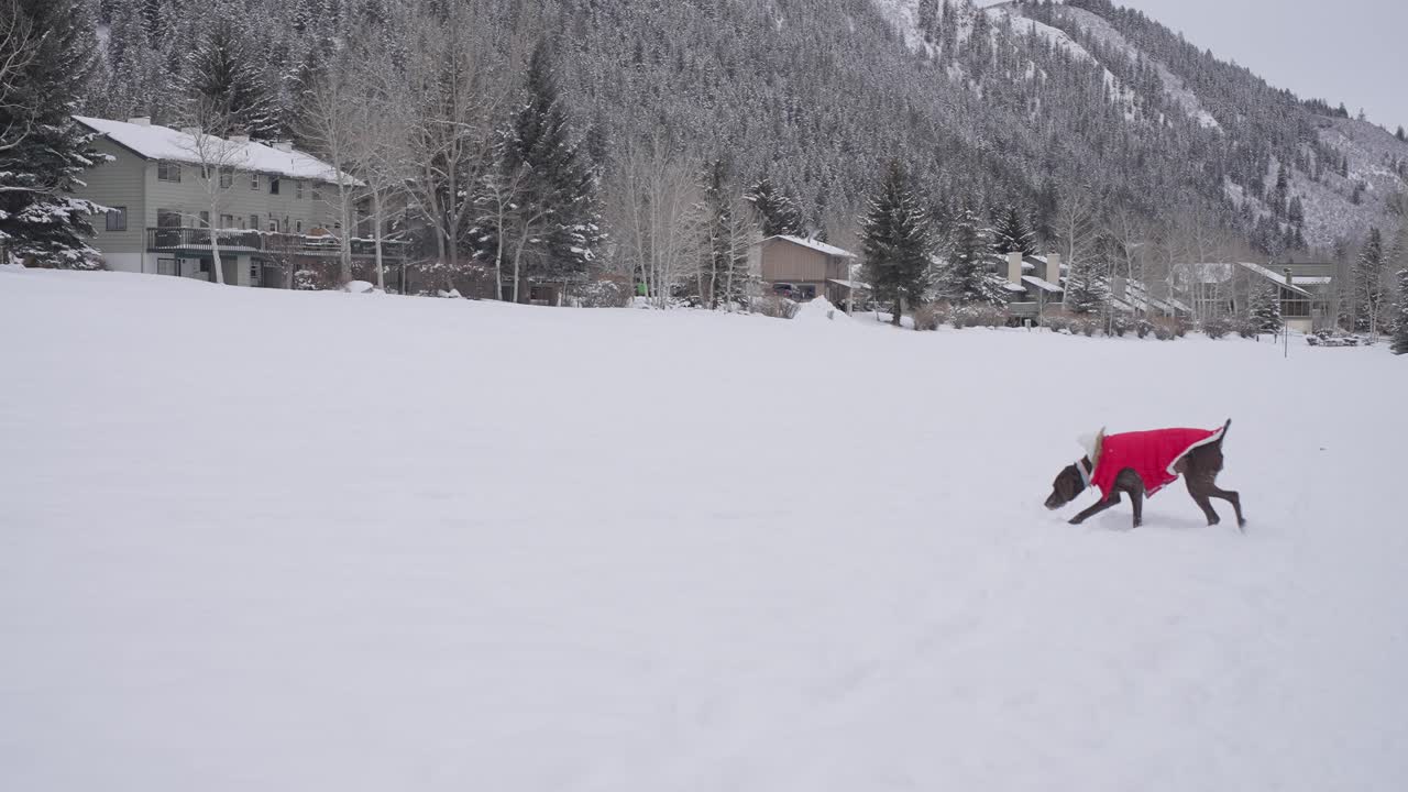 movimiento lento de perro puntero alemán de pelo corto en chaqueta de invierno en el campo nevado en el pueblo de montaña