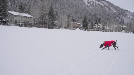 Cámara-Lenta-De-Perro-Braco-Alemán-Con-Chaqueta-De-Invierno-En-Un-Campo-Nevado-En-Un-Pueblo-De-Montaña