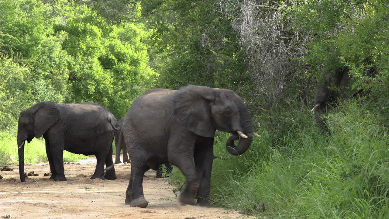 장난꾸러기 어린 코끼리 황소가 마른 강바닥에서 싸움을 합니다.