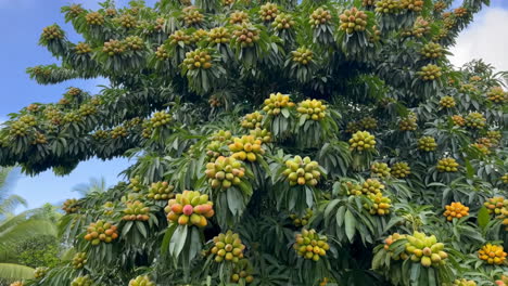 abundant tropical fruit tree laden with clusters of ripe produce