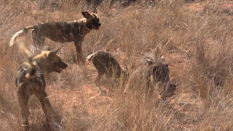 una manada de perros salvajes africanos trata de cazar y matar a un jabalí