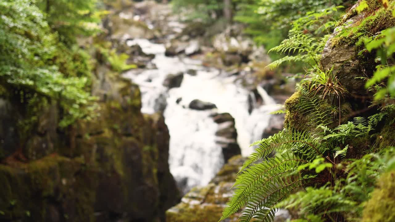 la exuberante vegetación que rodea una cascada en cascada