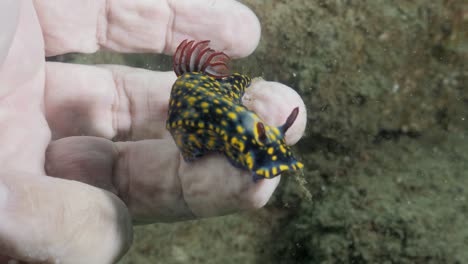 a marine scientist holds a sea creature underwater while observing its natural behaviour