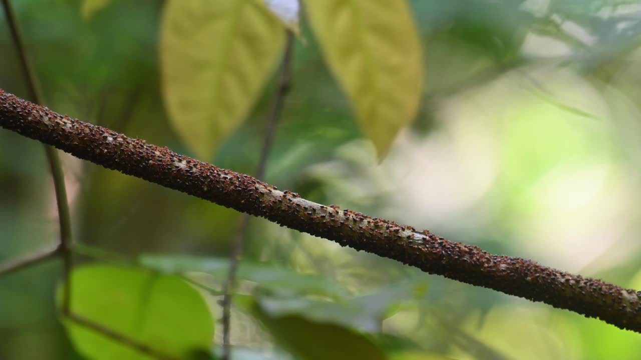 A swarm of Termites using a vine as a bridge to move from one place to another deep in the forest, Isoptera, Kaeng Krachan National Park, Thailand