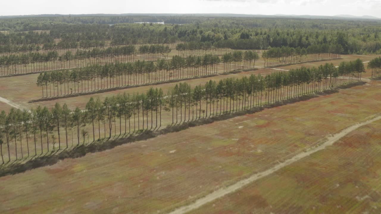 antena ascendente sobre poscosecha estéril de arándanos
