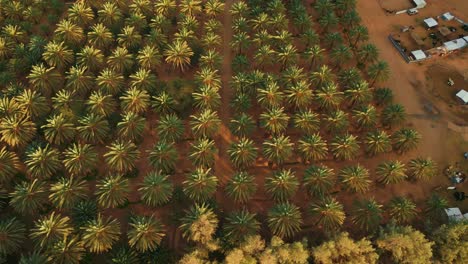 Oasis-with-green-palm-trees-and-yellow-sand-at-sunrise-in-desert