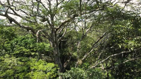 vuelo de drones en el dosel de los árboles del bosque, vuelo entre las ramas superiores de los árboles