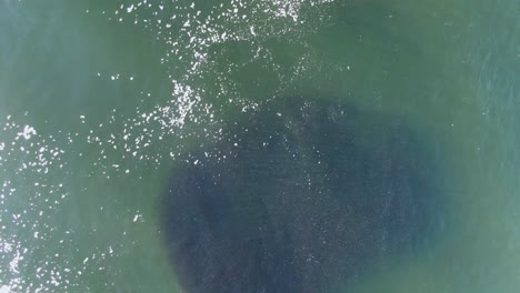 aerial view of the sea surface and a visible shoal of fish hidden underwater , fish hatchery