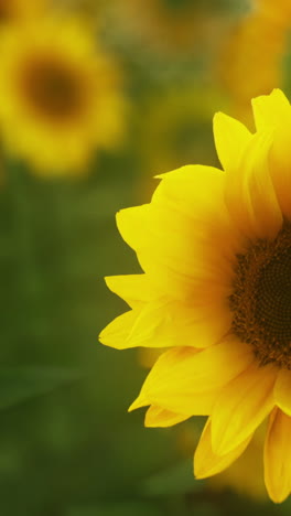 close up of a yellow sunflower in a field