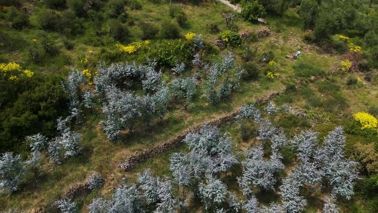 Vue aérienne en recul sur des oliviers en fleurs et des fleurs printanières jaunes en Italie