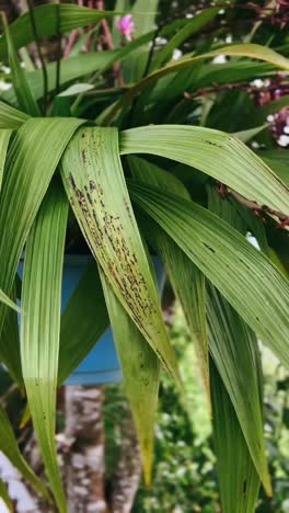 cerca de las hojas colgantes de la planta de orquídea