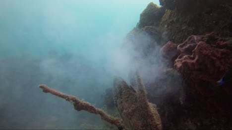 Coral-Humeante-Como-Un-Volcán-Mientras-Arroja-Sus-Semillas-En-Cámara-Lenta