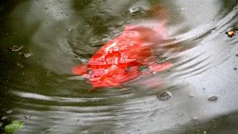 Los-Insectos-Vuelan-En-Cámara-Lenta-Sobre-Peces-Koi-Naranja-Rojo-Buscando-Comida-Debajo-De-La-Superficie-Del-Agua