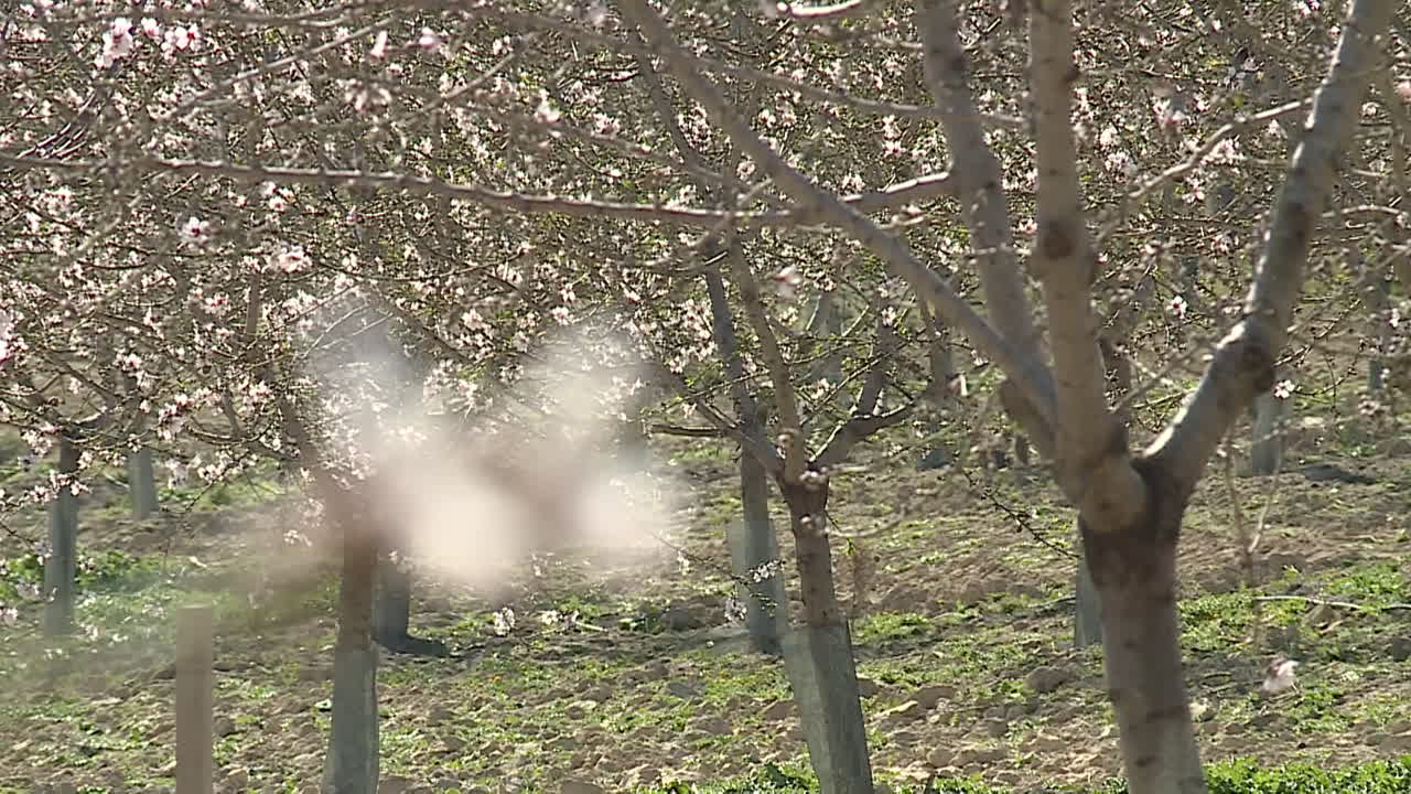 Almond Blossoms in Orchard