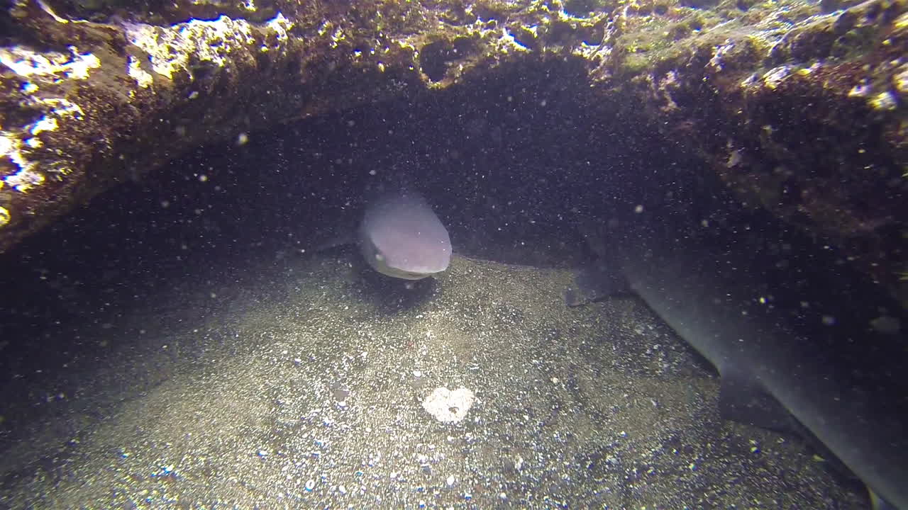tiburones de arrecife de punta blanca se reúnen en una cueva submarina