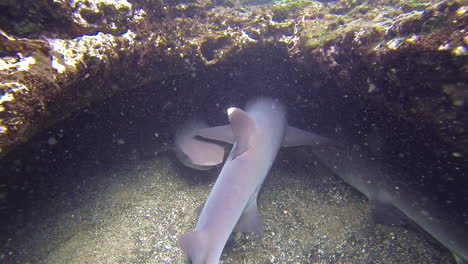 tiburones de arrecife de punta blanca se reúnen en una cueva submarina