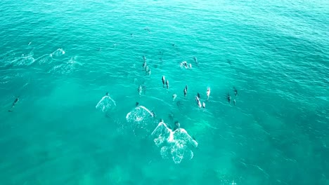 Hawaii---Observación-De-Delfines---Persiguiendo-Delfines-Con-El-Dron-Parte-5