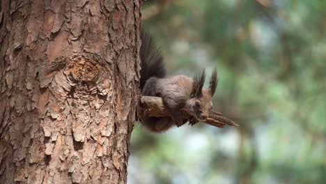 hermosa ardilla euroasiática descansando sobre un nudo de rama podrida de pino mirando alrededor