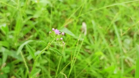 cerca de pequeñas hierbas con flores