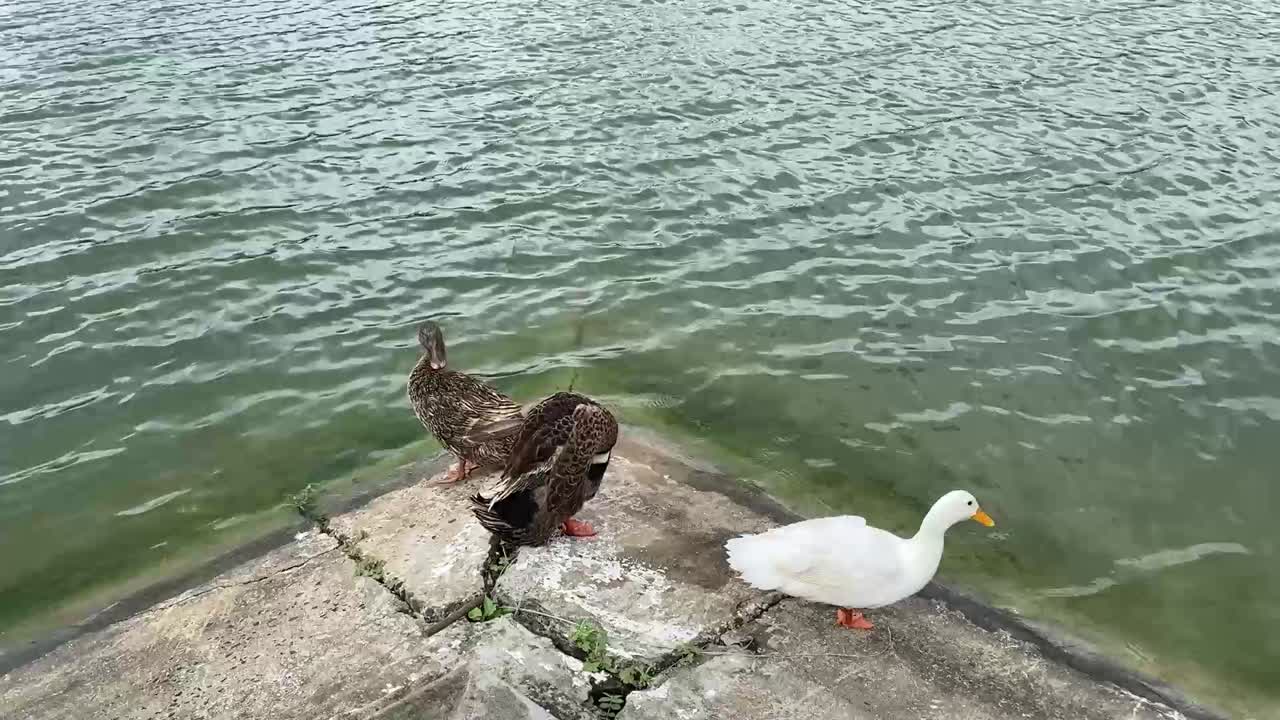 Inquadratura dall'alto di tre anatre che riposano in riva a un lago a Calcutta, India, in una giornata di sole