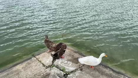 high angle shot over three ducks resting by the side of a lake in kolkata, india on a sunny day