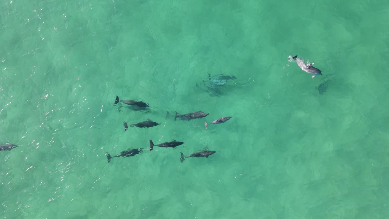 un grupo de delfines que muestran comportamiento de apareamiento de cortejo interactúan en el agua clara del océano
