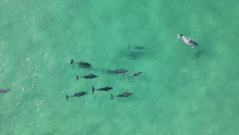 a pod of dolphins displaying courtship mating behaviour interact in the clear ocean water