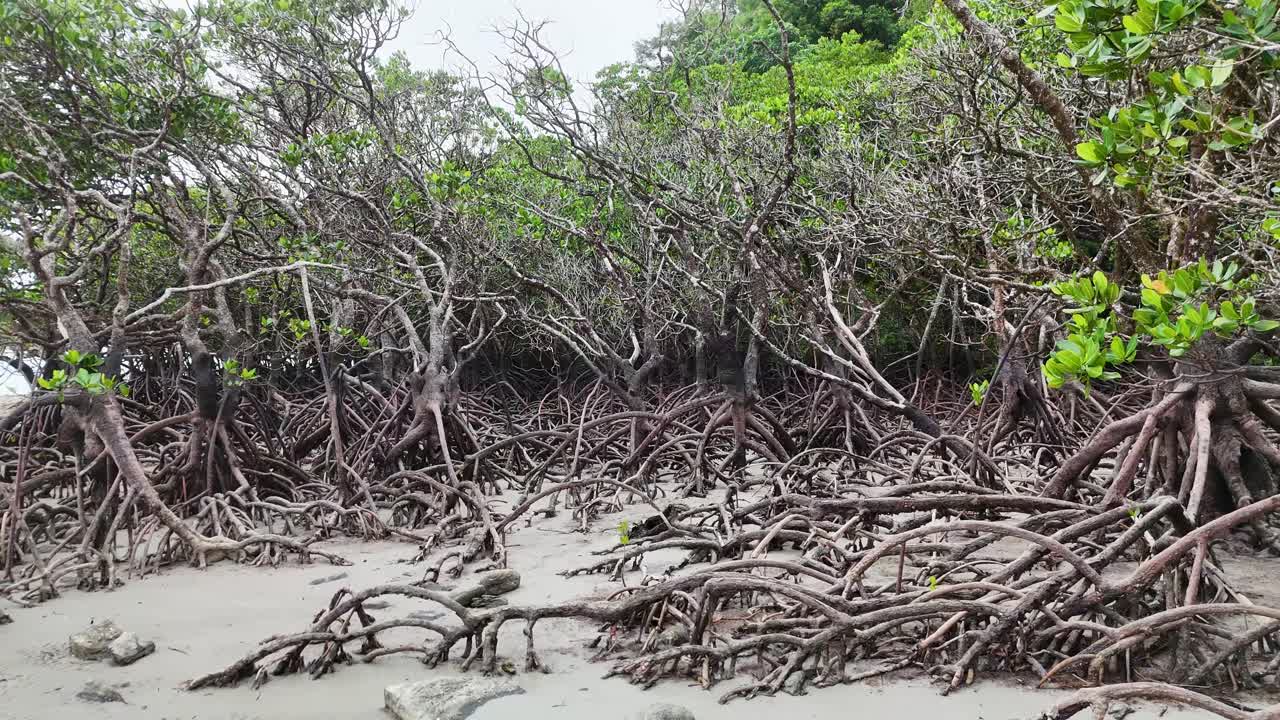 Aerial view of mangrove roots in Daintree Rainforest, showcasing lush greenery and intricate root systems