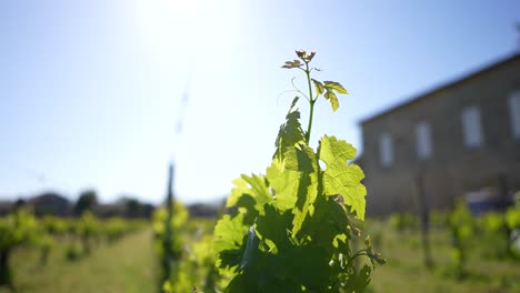 Hojas-Jóvenes-De-Vid-En-Una-Granja-De-Viñedos-En-Vignonet-Francia-Con-Sol-Brillando,-Primer-Plano