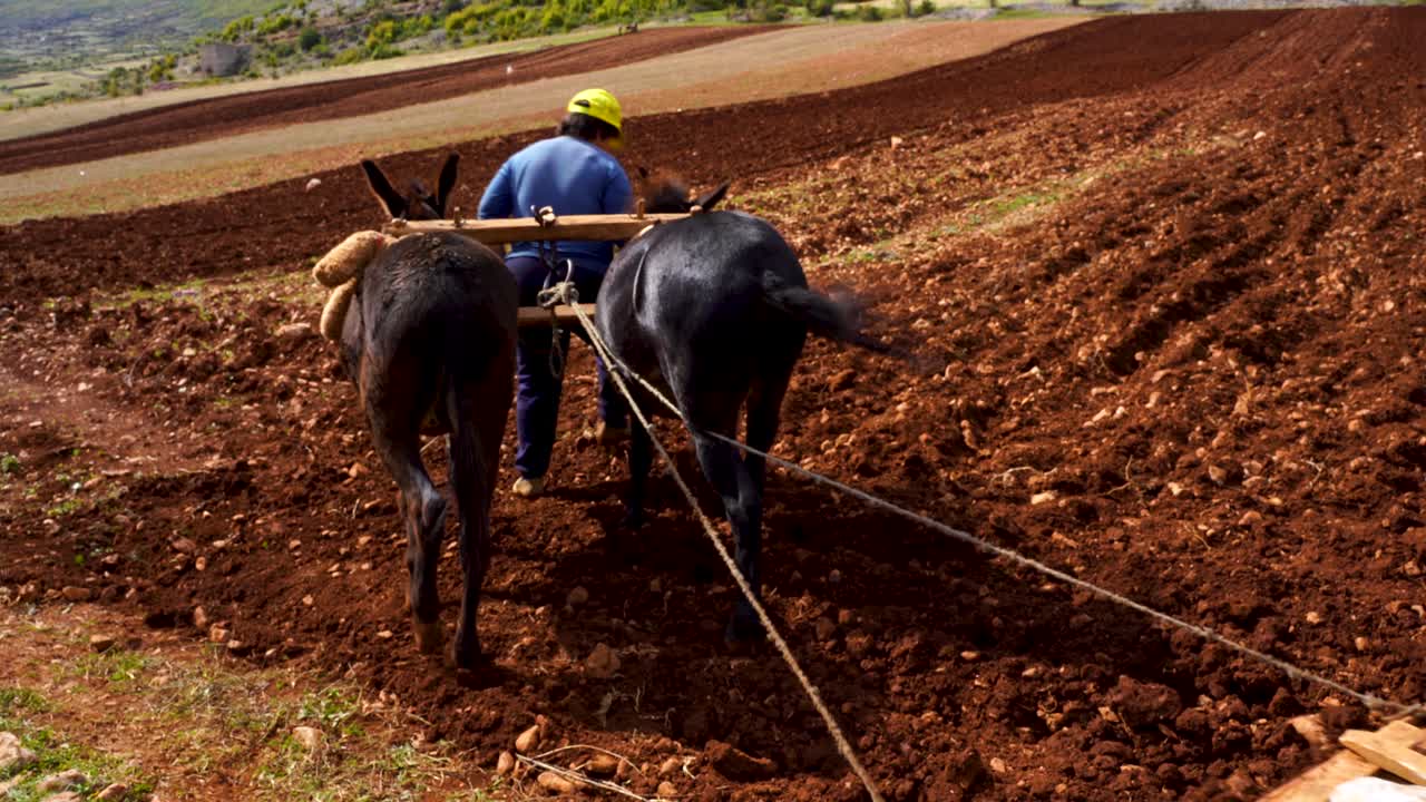 burros trabajando en la tierra tirando de una grada leñosa en una granja agrícola de montaña en los balcanes