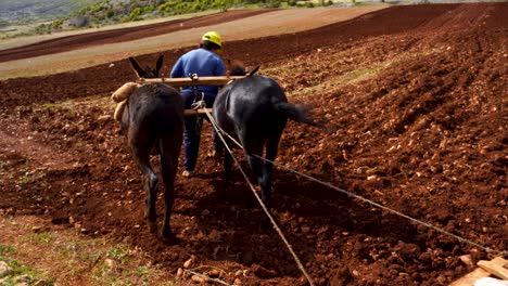 Donkeys-working-on-land-pulling-woody-harrow-at-agricultural-mountain-farm-in-Balkans