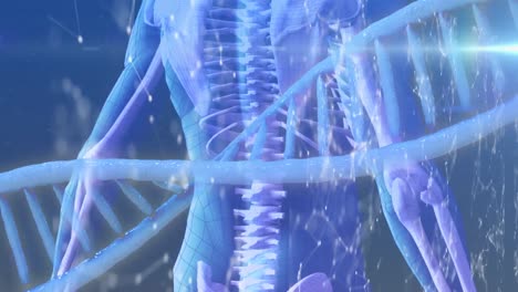인간 몸의 디지털 모델 위에서 회전하는 dna 가닥의 애니메이션