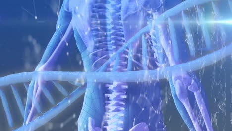 animation of dna strand spinning over digital model of human body