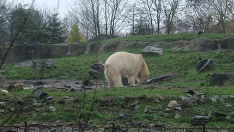 Eisbär,-Der-Auf-Dem-Grünen-Gras-Im-Zoo-Isst