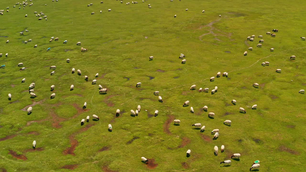 Prateria di Bayinbuluku e pecore in una bella giornata