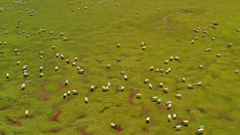 bayinbuluku grassland and sheep in a fine day.