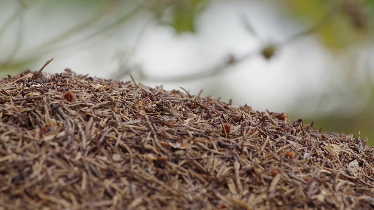 Formiche che si muovono su un grande formicaio fatto di aghi di pino secchi con fogliame verde tenue sullo sfondo, una vista ravvicinata e dettagliata dell'attività degli insetti nei boschi norvegesi