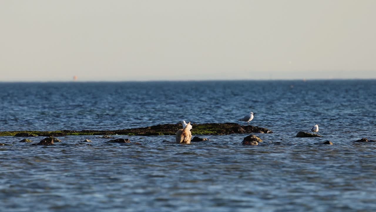 브라이튼 해변에서 개와 바다표범이 상호 작용하고 있습니다.
