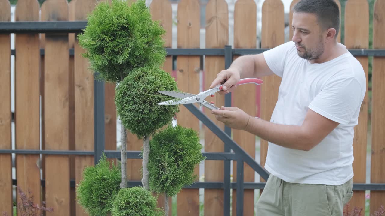 hombre recortando el árbol topiario en el jardín del patio trasero para el paisajismo y el mantenimiento